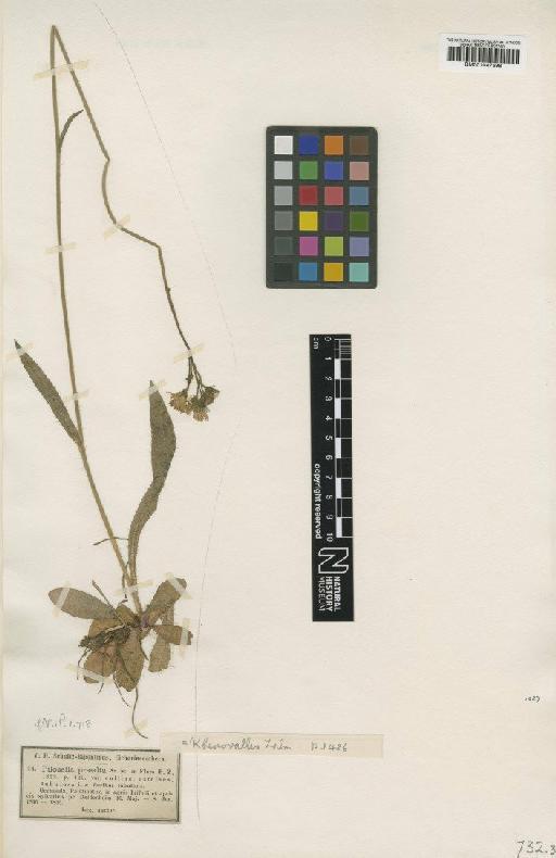 Hieracium zizianum subsp. rhenovallis Zahn - BM001047698