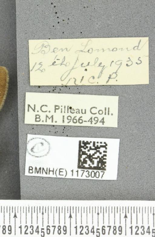 Erebia epiphron mnemon f. scotica Cooke, 1943 - BMNHE_1173007_label_28927