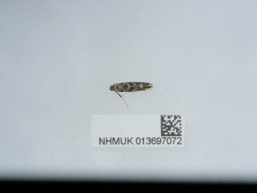 Gracillaria syringella (Fabricius, 1794) - 013697072_3