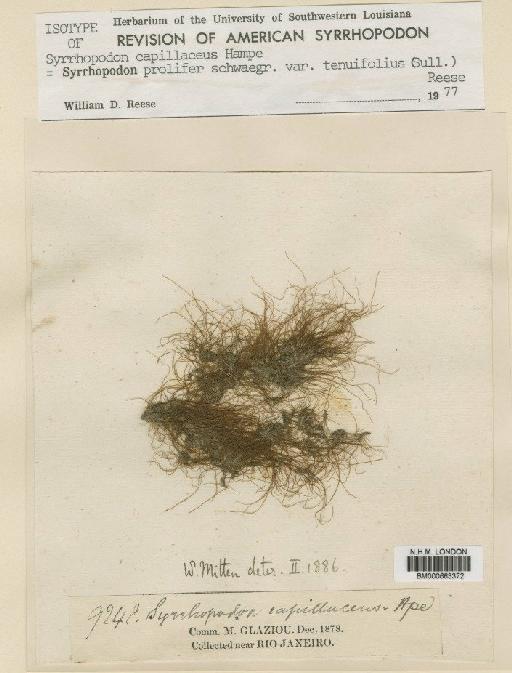 Syrrhopodon prolifer var. tenuifolius (Sull) Reese - BM000663372