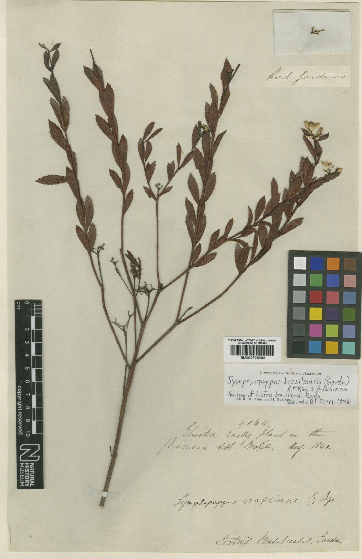 To NHMUK collection (Symphyopappus brasiliensis (Gardner) R.M.King & H.Rob.; Holotype; NHMUK:ecatalogue:4989050)