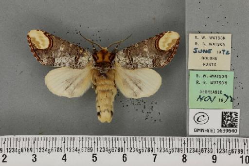 Phalera bucephala bucephala (Linnaeus, 1758) - BMNHE_1639640_208794