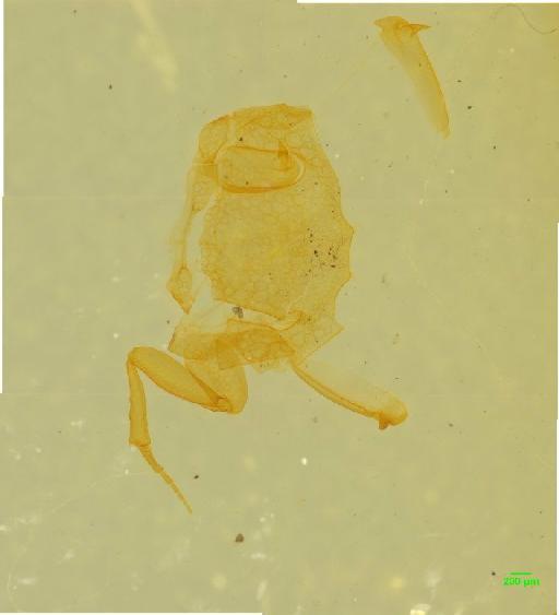 Aphodiinae Leach, 1815 - 010189677___2