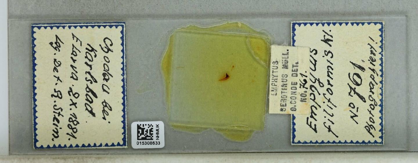 Apethymus serotinus thumbnail