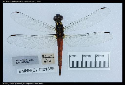 Lyriothemis tricolor Ris, 1916 - BMNHE_1201869-Lyriothemis_tricolor-Specimen-Dorsal-Habitus