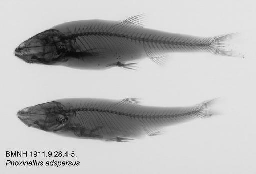 Phoxinellus adspersus Heckel, 1843 - BMNH1911.9.28.4-5, Phoxinellus adspersus