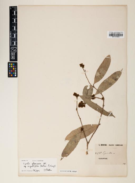 Erycibe glomerata subsp. angustifolia (Hallier f.) Hoogland - 001014538