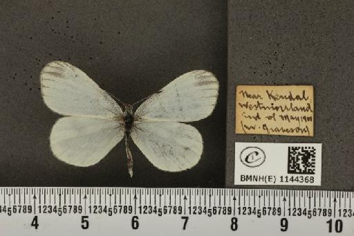 Leptidea sinapis sinapis Linnaeus, 1758 - BMNHE_1144368_98953