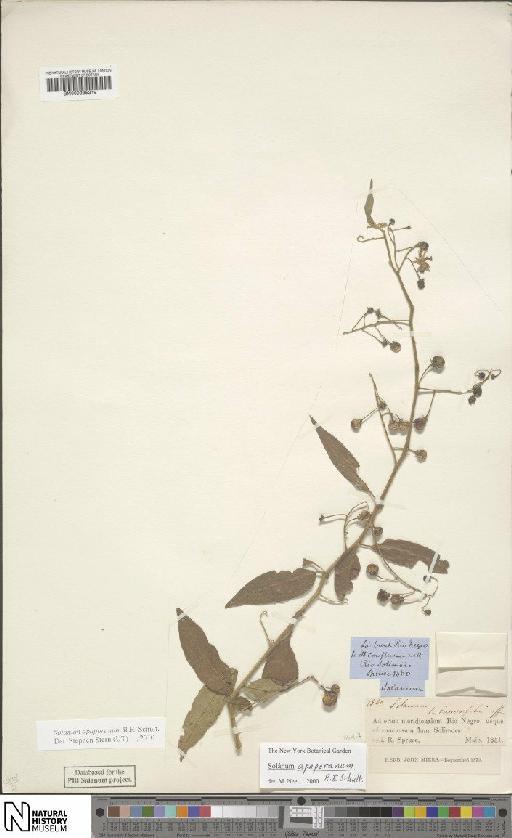 Solanum L. - BM000935219