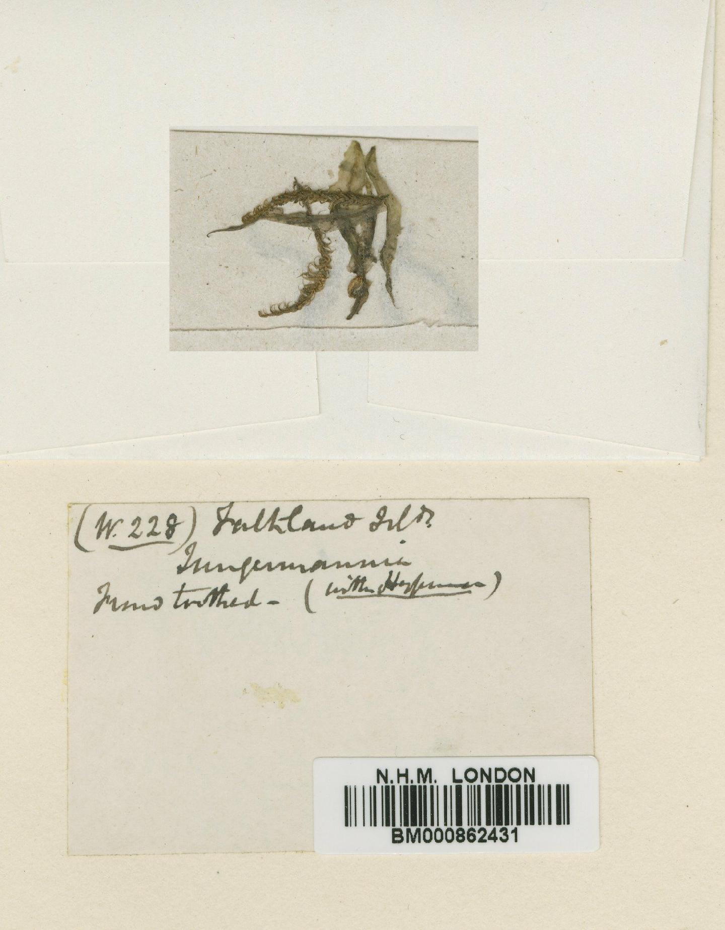 To NHMUK collection (Drepanocladus longifolius (Mitt.) Broth. ex Paris; Isotype; NHMUK:ecatalogue:437066)