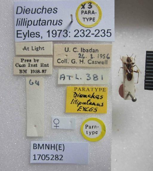 Dieuches liliputanus Eyles, 1973 - Dieuches lilliputanus-BMNH(E)1705282-Paratype Female Labels