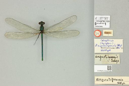 Agrion angustipennis Selys - 013324039_dorsal