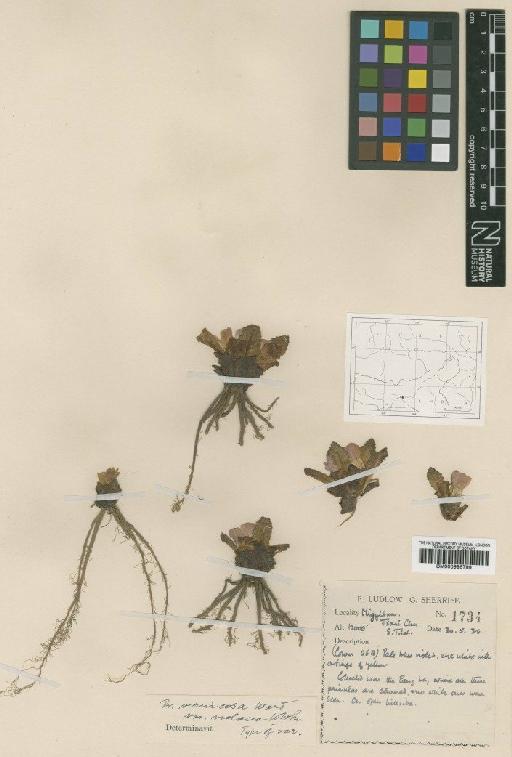 Primula vernicosa var. violacea W.W.Sm. - BM000996799