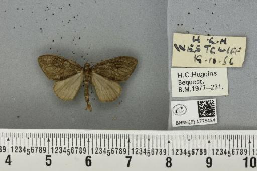 Thera obeliscata obeliscata (Hübner, 1787) - BMNHE_1775484_339148