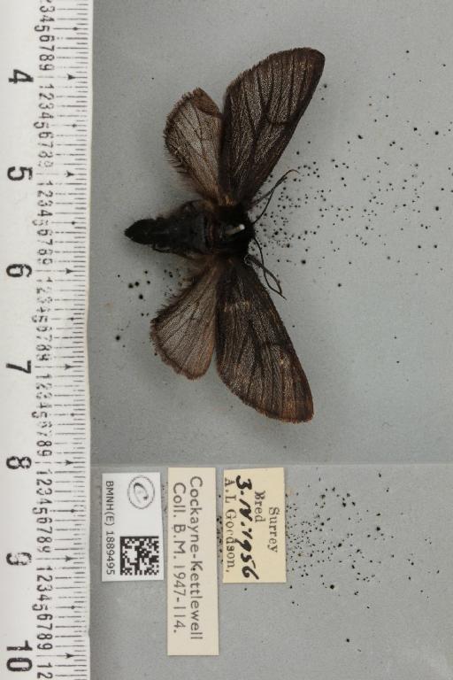 Lycia hirtaria ab. nigra Cockayne, 1948 - BMNHE_1889495_457750