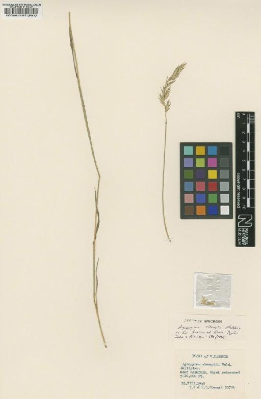 Agropyron stewartii Melderis - BM000094193