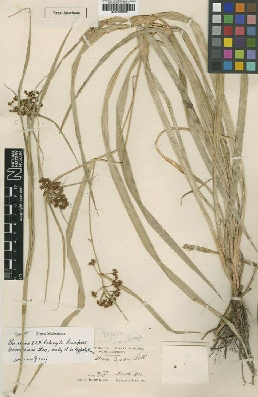 Scirpus ternatanus Reinw. ex Miq. - BM000959088