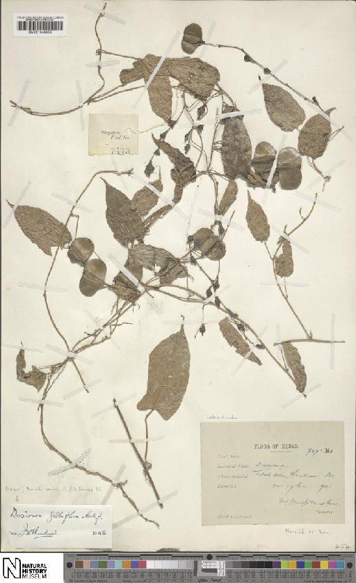 Dioscorea filiformis Blume - BM001049858