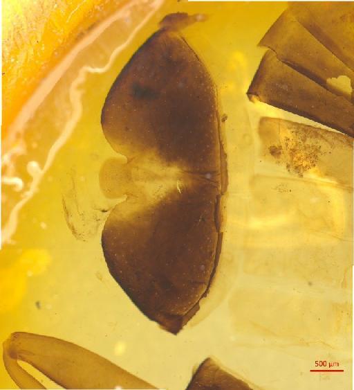 Galerucinae Latreille, 1802 - 010131515___6
