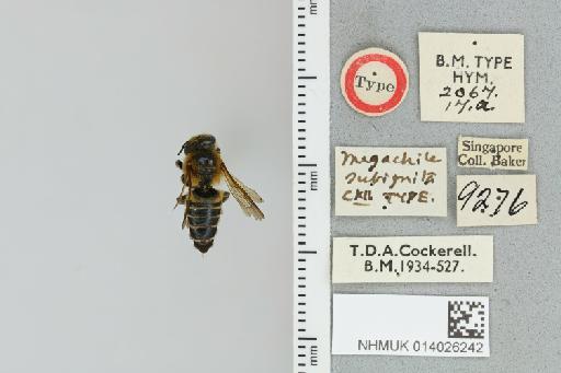 Megachile subignita Cockerell, 1918 - 014026242_836020_1653319-