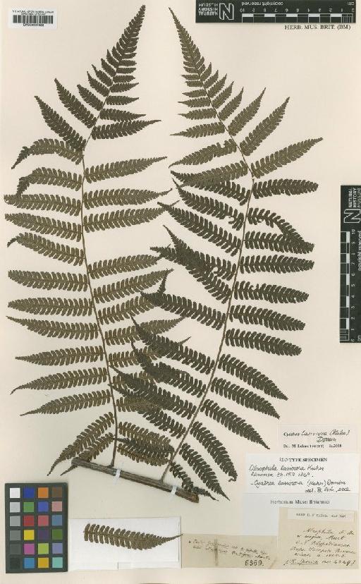Cyathea lasiosora (Kuhn) Domin - BM000937698