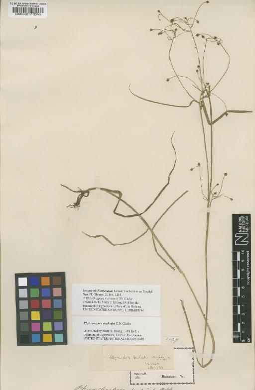 Rhychospora trichodes C.B.Clarke - BM000535217