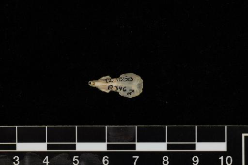 Crocidura suaveolens Pallas, 1811 - Crocidura_suaveolens-1972_1550-Skull-Dorsal