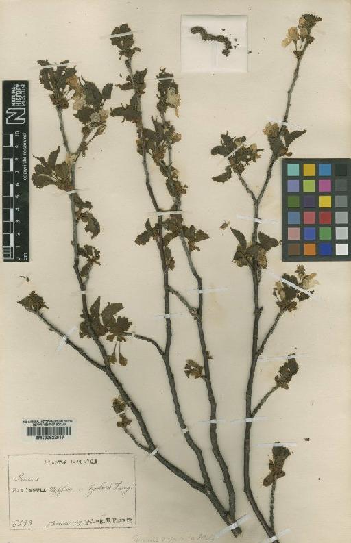 Prunus nipponica Matsum. - BM000622017