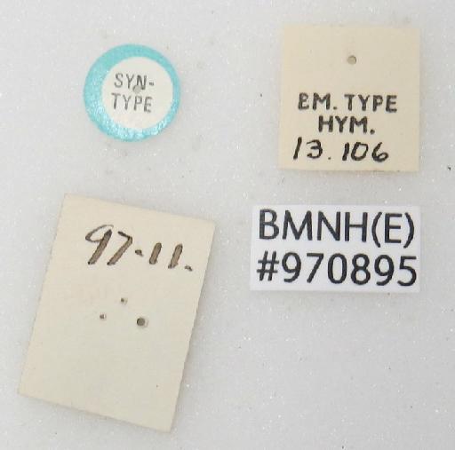 Chrysis japonica Cameron, P., 1887 - Chrysis_japonica-BMNH(E)#970895_type-labels