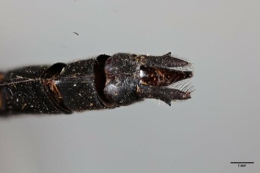 Macromia flavocolorata Fraser, 1922 - 013384051_Macromia_flavocolorata_Allotype_primary_genitalia_dorsal_x3