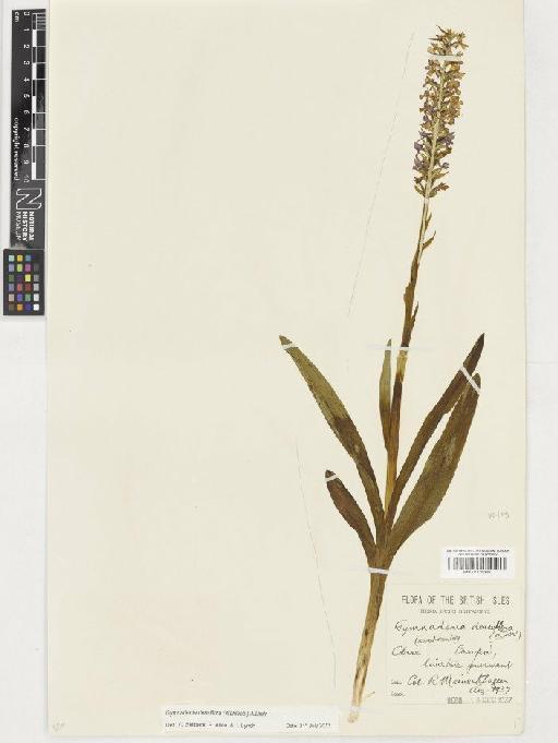 Gymnadenia densiflora (Wahlenb.) A.Dietr. - BM001130326