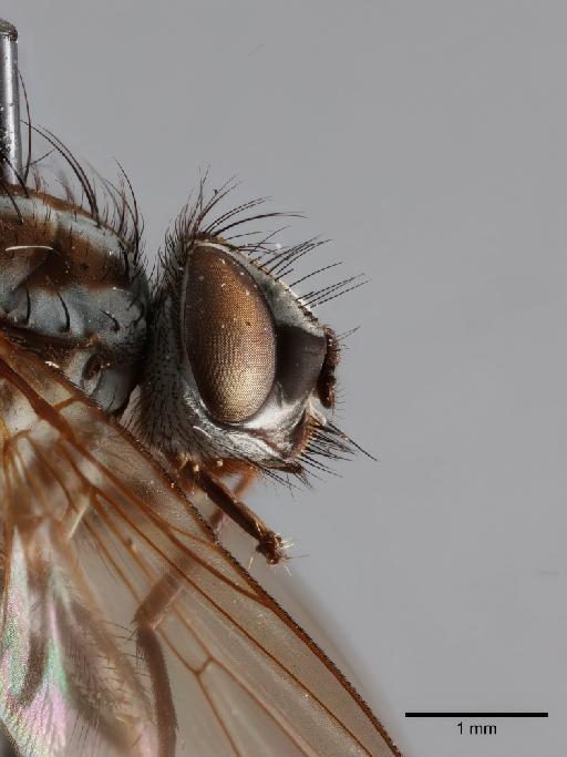 Leucophora plumiseta (Malloch, 1934) - NHMUK014691996_Leucophora_plumiseta_holotype_head_left_lateral