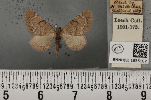 Eupithecia venosata fumosae Gregson, 1887 - BMNHE_1835167_397709