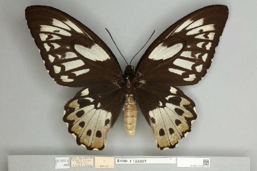 Ornithoptera priamus teucrus Joicey & Talbot, 1916 - 013603192__