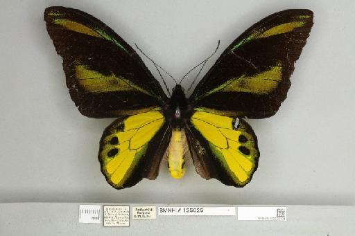 Ornithoptera chimaera chimaera Rothschild, 1904 - 013605164__