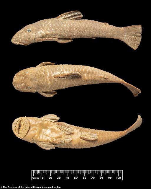 Plecostomus heylandi Boulenger, 1900 - BMNH 1899.12.18.1, HOLOTYPE, Plecostomus heylandi