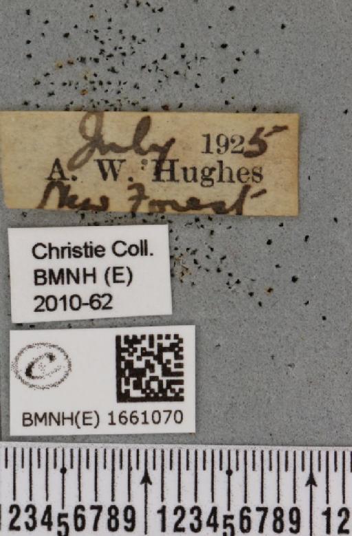 Cybosia mesomella (Linnaeus, 1758) - BMNHE_1661070_label_284753