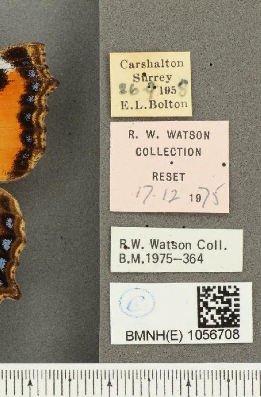 Aglais urticae ab. rubrochrea Raynor, 1919 - BMNHE_1056708_label_46170