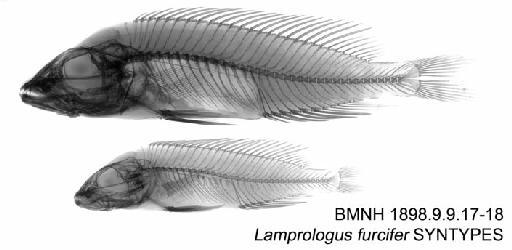 Lamprologus furcifer Boulenger, 1898 - BMNH 1898.9.9.17-18 - Lamprologus furcifer SYNTYPES Radiograph