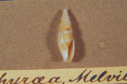 Terebra (Euryta) thyraea Melvill, 1897 - 1897.7.30.89