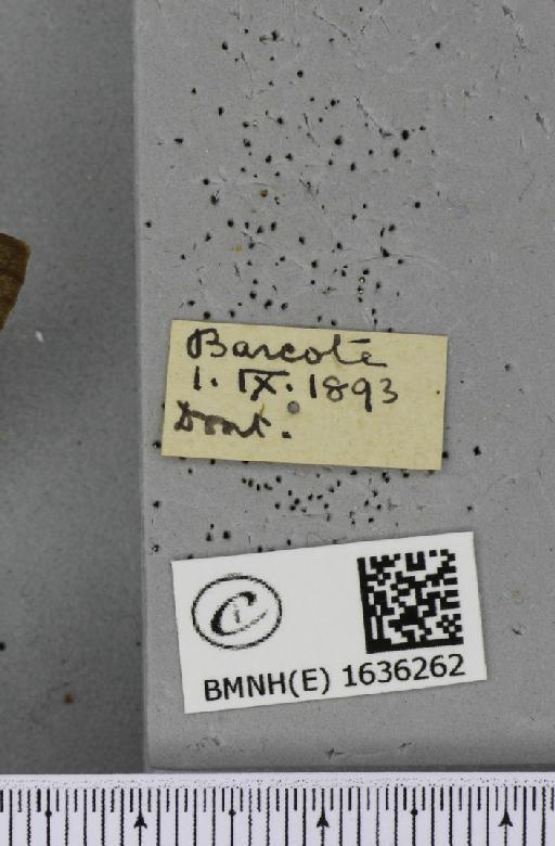 Macroglossum stellatarum (Linnaeus, 1758) - BMNHE_1636262_label_205974