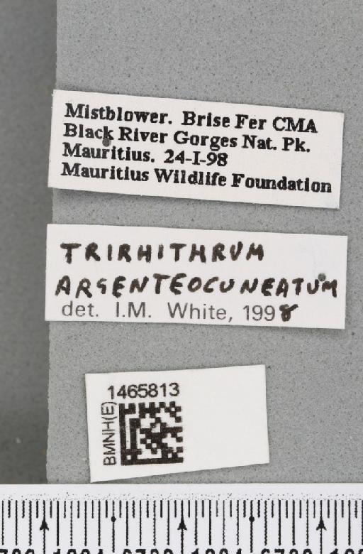 Trirhithrum argenteocuneatum Hancock, 1984 - BMNHE_1465813_label_27084