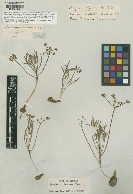 Lomatium farinosum (Geyer ex Hook.) J.M.Coult. & Rose - BM000645565