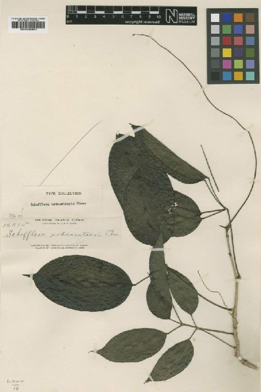 Schefflera urdanetensis Elmer - BM000944822
