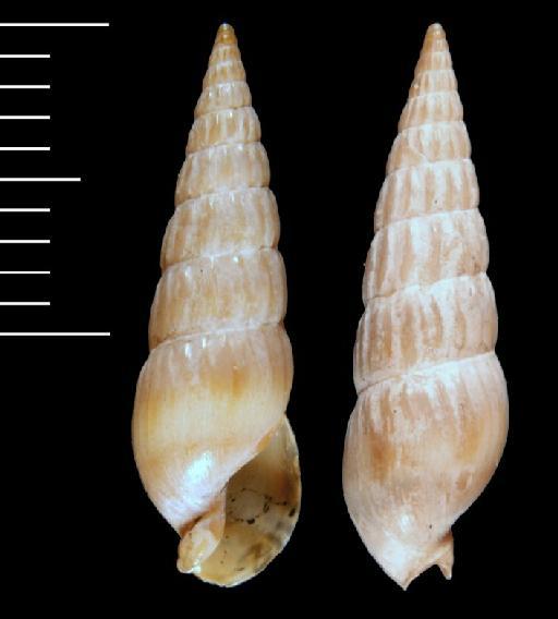 Terebra tristis Deshayes, 1859 - 1979115