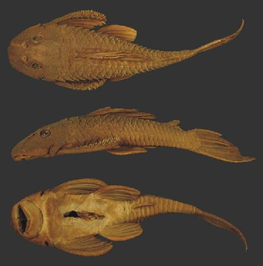 Plecostomus paulinus von Ihering, 1905 - Plecostomus paulinus