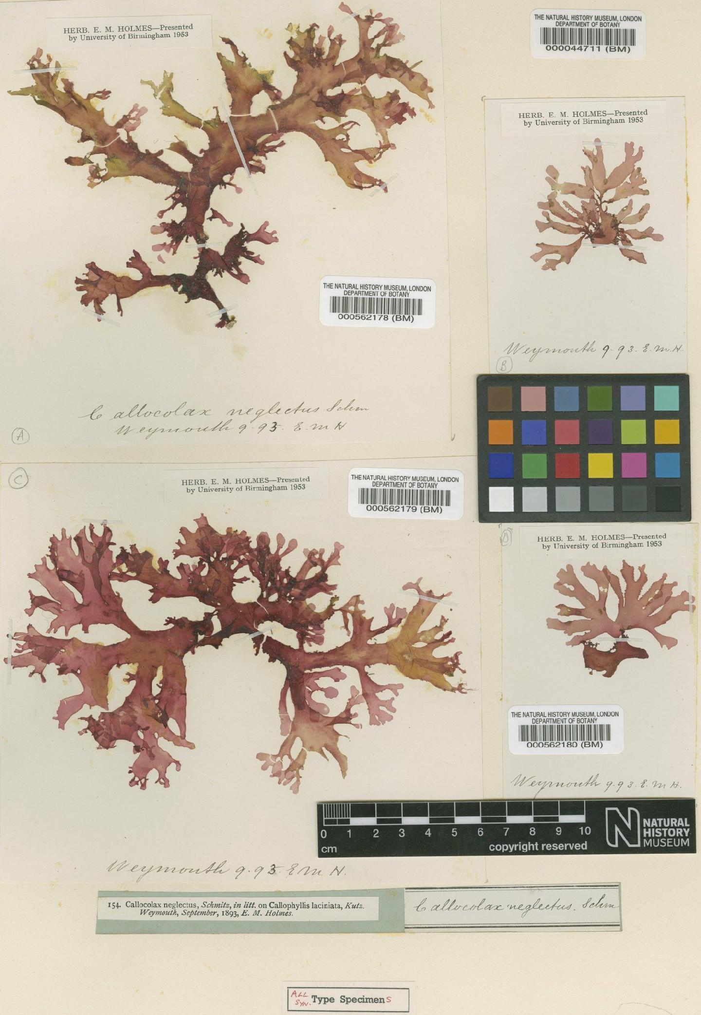 To NHMUK collection (Callocolax neglectus F.Schmitz ex Batters; Syntype; NHMUK:ecatalogue:4784868)