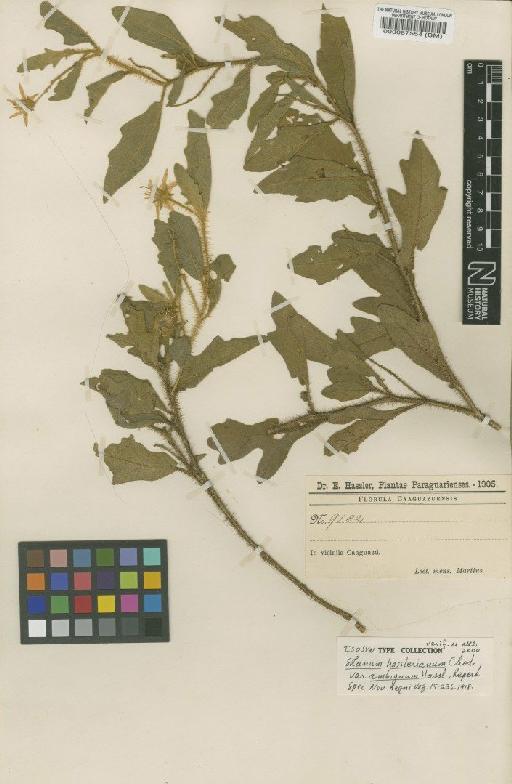 Solanum hasslerianum var. ambiguum Hassl. - BM000087554