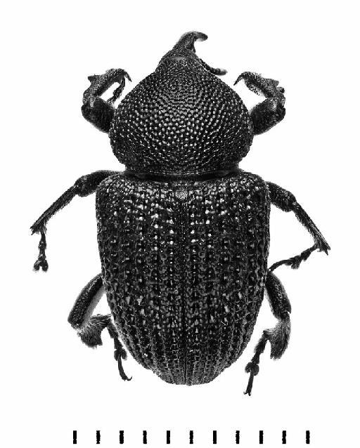 Sclerocardius africanus (Boheman, 1845) - Sclerocardius africanus-BMNH(E)1237657-dorsal mono