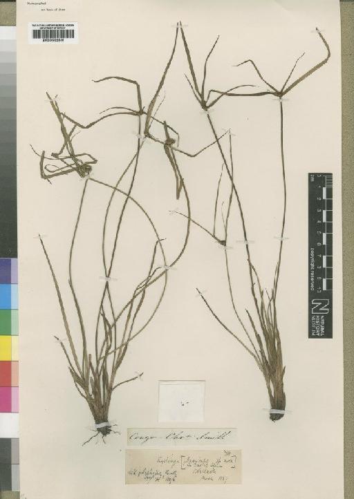 Kyllinga erecta var. polyphylla Hooper - BM000922548